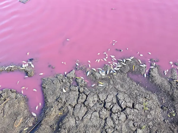 Рожева вода і тиша на хвилях: загадкова загибель риби на Одещині
